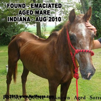FOUND EQUINE unknown Aged Sorrel Mare, Near Sheridan, IN, 46069
